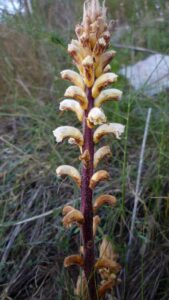 Orobanche ballotae