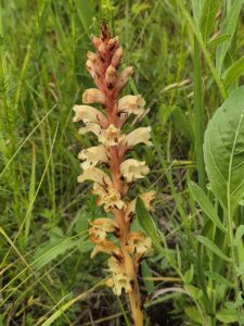 Orobanche centaurina