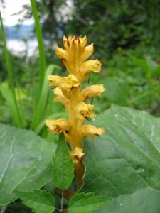 Orobanche flava