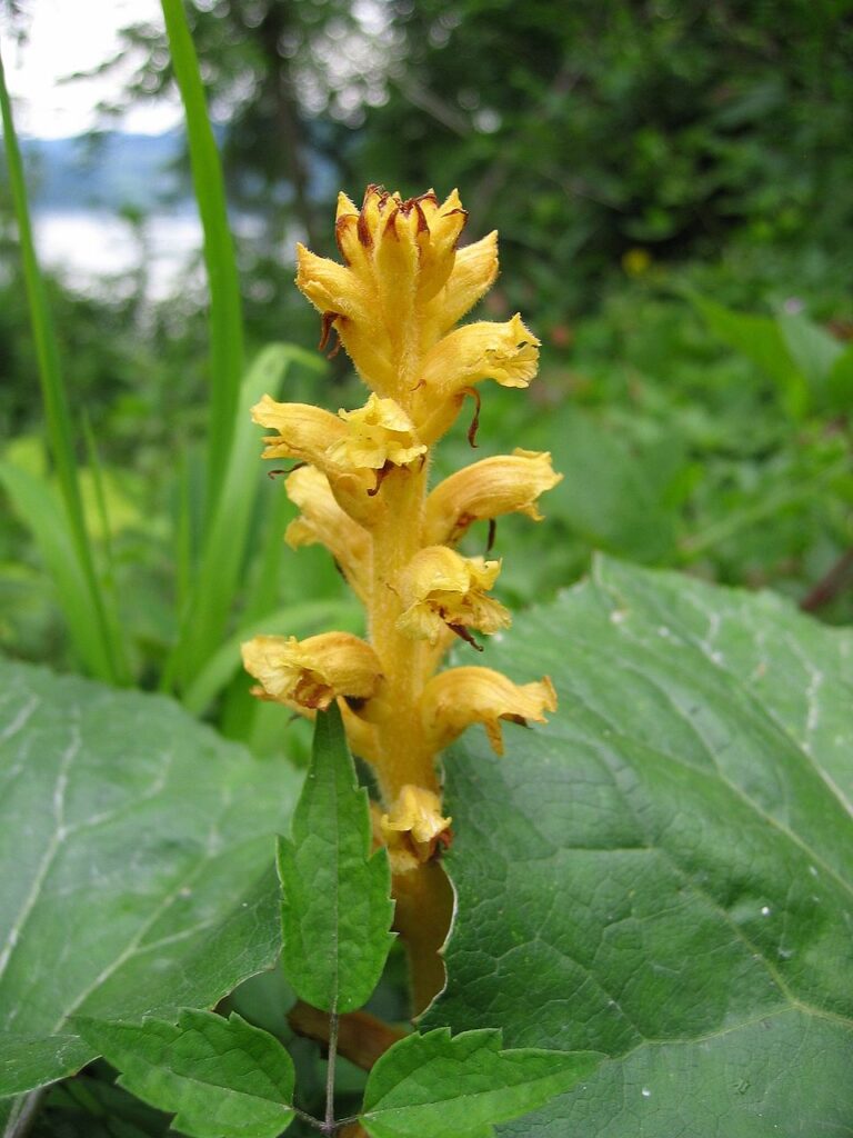Orobanche flava