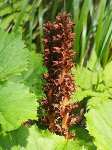 Petasites kablikianus