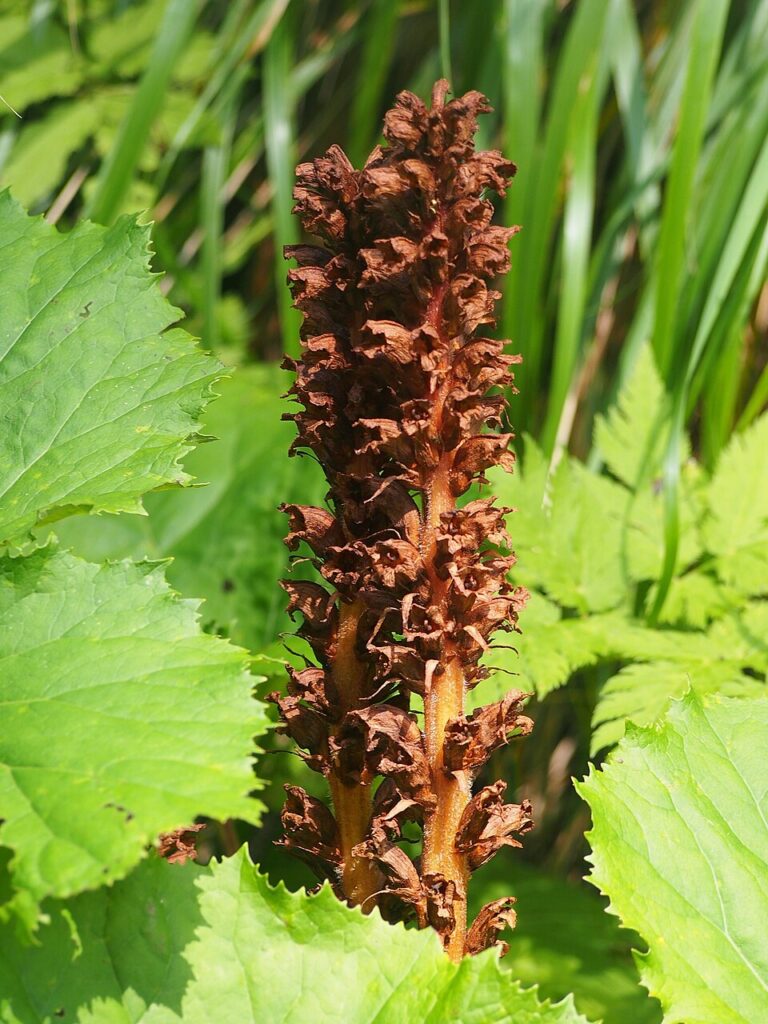 Petasites kablikianus