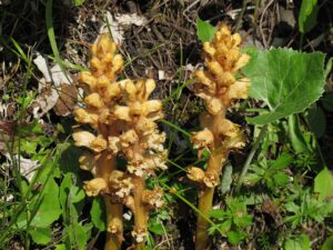 Petasites paradoxus