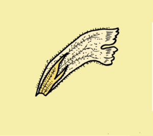 Orobanche lutea