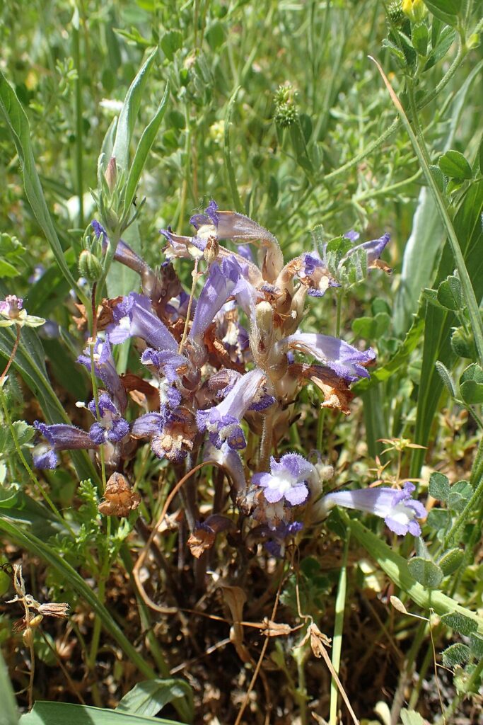 Phelipanche nana