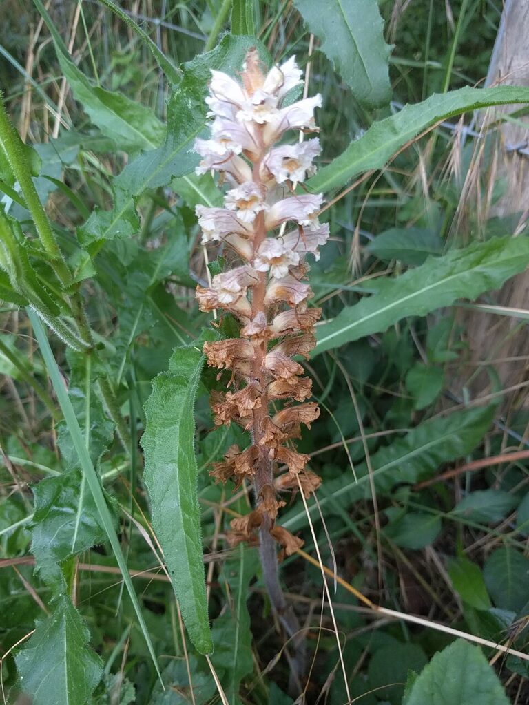 Orobanche picridis-hieracioidis