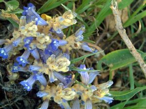 Phelipanche ramosa