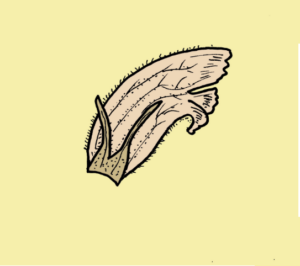 Orobanche reticulata