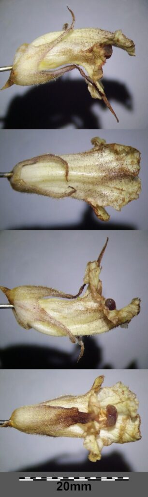 Orobanche reticulata subsp. reticulata