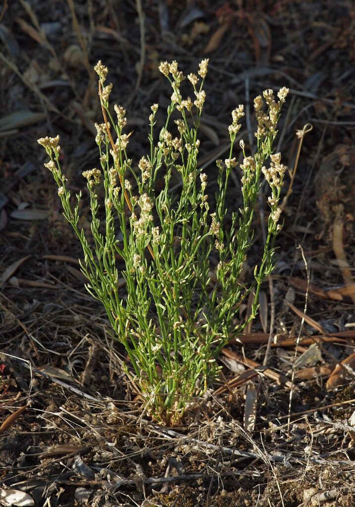 Ortegia hispanica