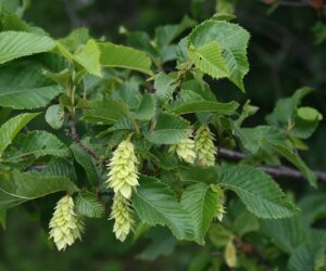 Ostrya carpinifolia