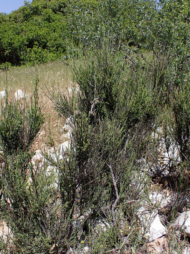 Osyris alba