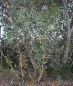 Osyris lanceolata
