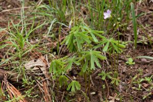 Oxalis decaphylla