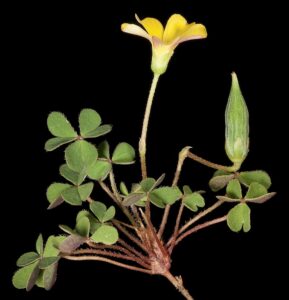 Oxalis exilis