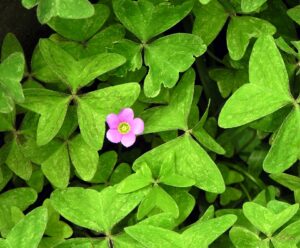 Oxalis latifolia