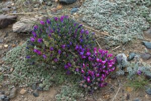 Oxytropis kossinskyi