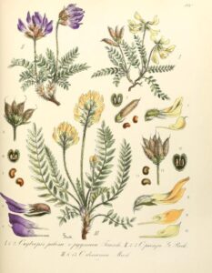 Oxytropis dinarica