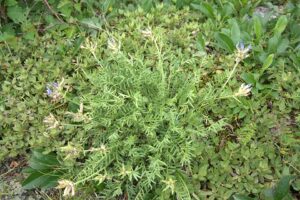 Oxytropis kusnetzovii