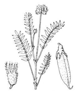 Oxytropis lapponica