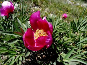 Paeonia officinalis