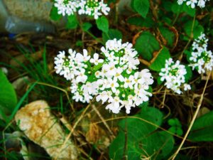 Pachyphragma macrophyllum