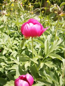 Paeonia arietina