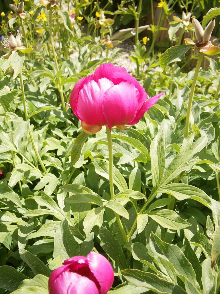 Paeonia arietina