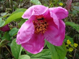 Paeonia daurica