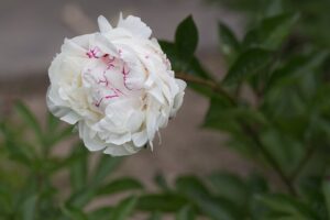 Paeonia lactiflora
