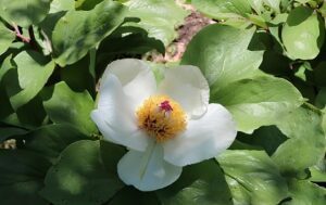 Paeonia mascula subsp. mascula