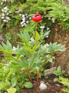 Paeonia saueri