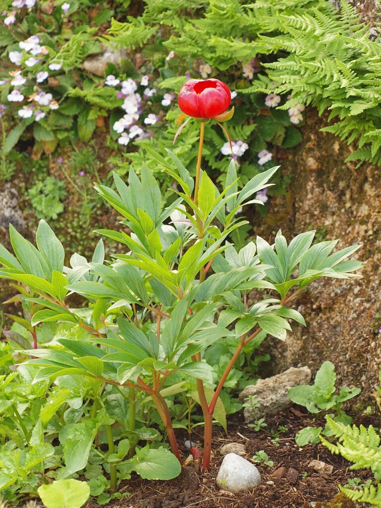 Paeonia saueri