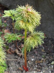Paeonia tenuifolia