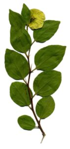 Paliurus spina-christi
