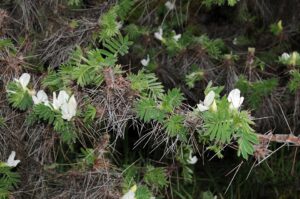 Mannagettaea