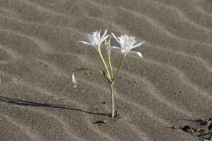 Pancratium maritimum