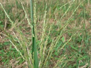 Panicum dichotomiflorum