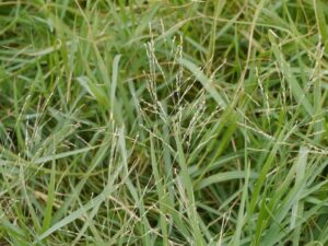 Panicum repens
