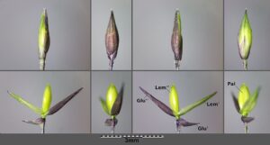 Panicum riparium