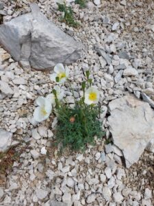 Papaver ernesti-mayeri