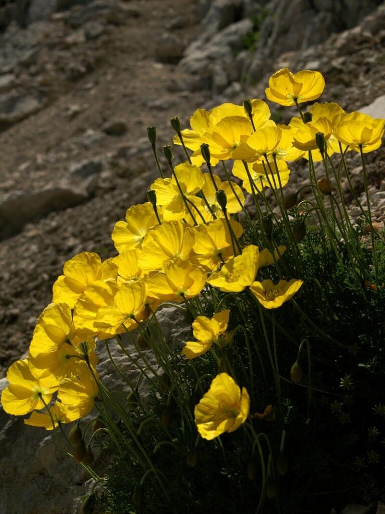 Papaver kerneri