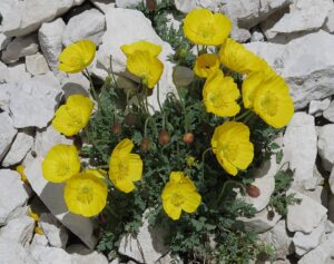 Papaver rhaeticum