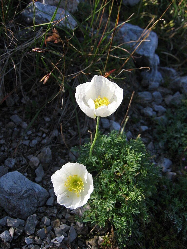 Papaver alpinum