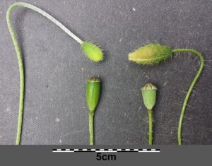 Papaver rhoeas subsp. rhoeas