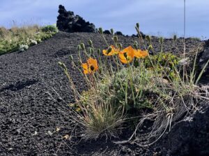 Oreomecon nudicaulis subsp. nudicaulis