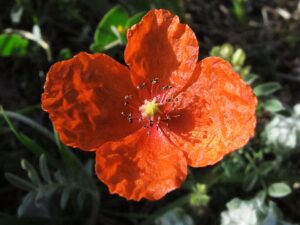 Papaver pinnatifidum