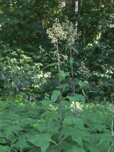 Parasenecio hastatus var. hastatus