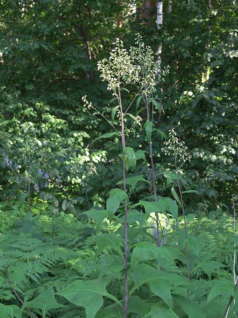 Parasenecio hastatus var. hastatus