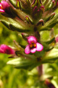 Parentucellia latifolia